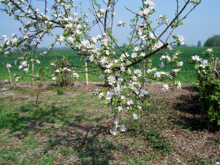 Pommier dans la nature