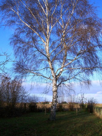 Bouleau l'automne