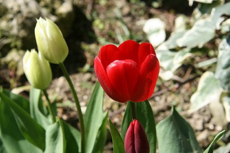 Tulipes
