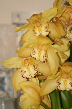 Orchidée